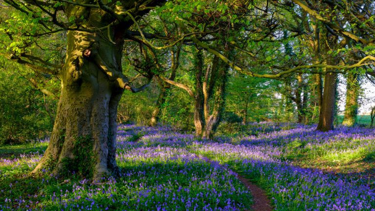 environment act wood