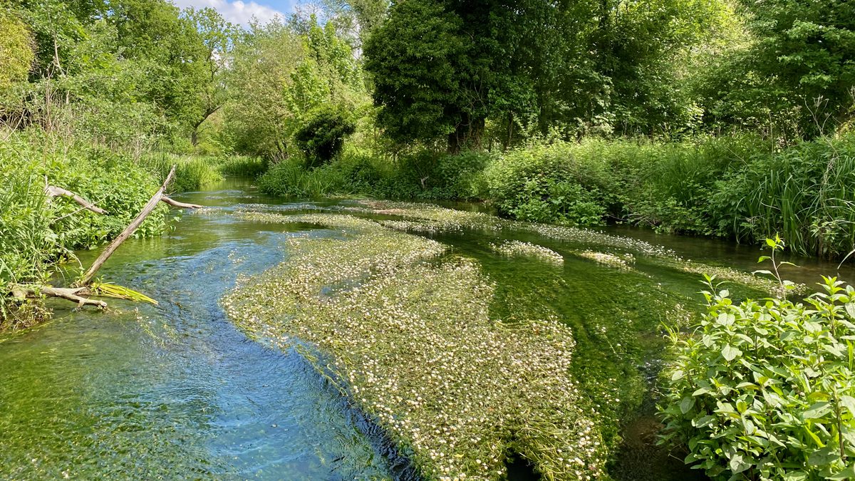 River Pollution