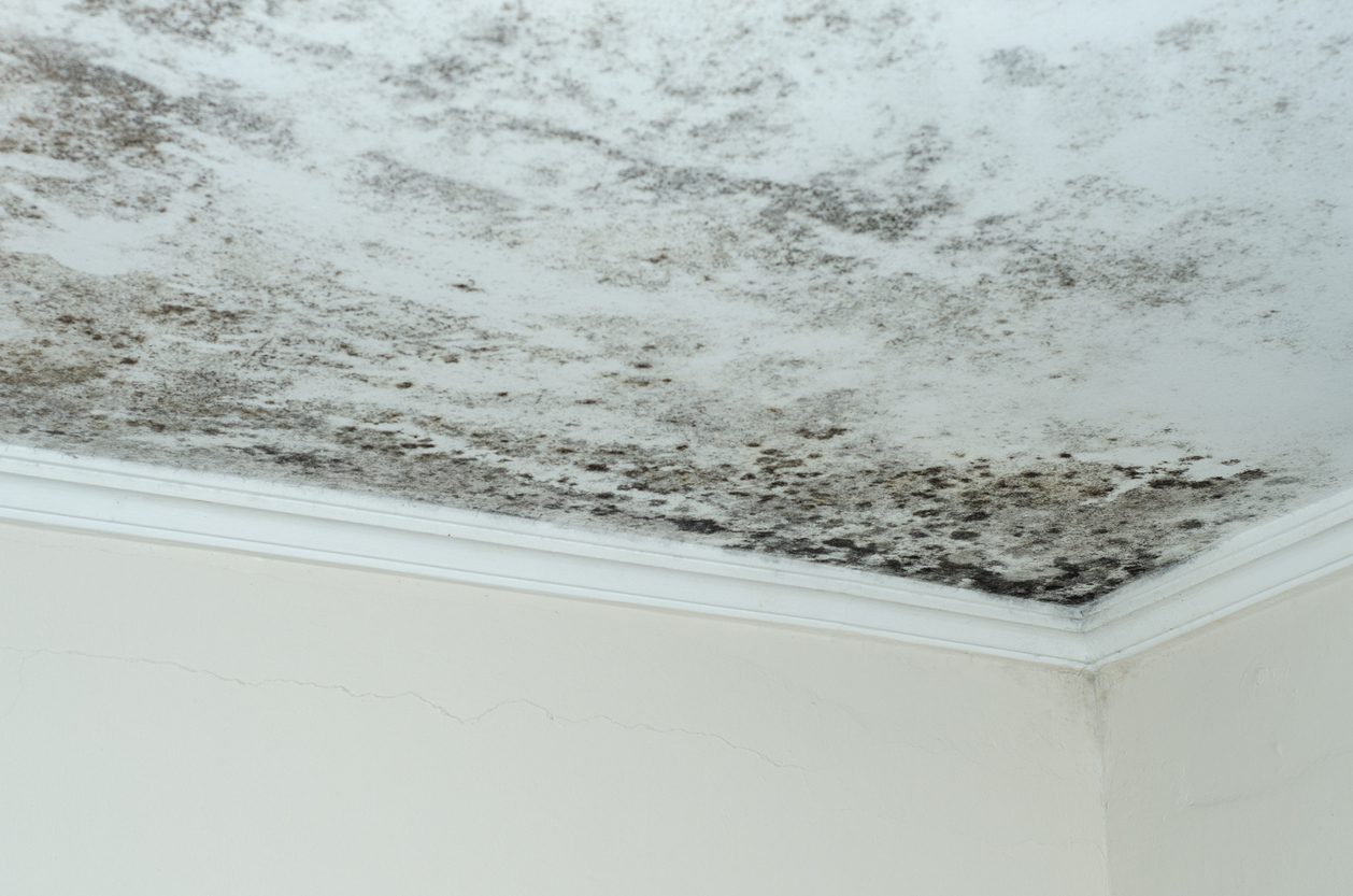 Mould