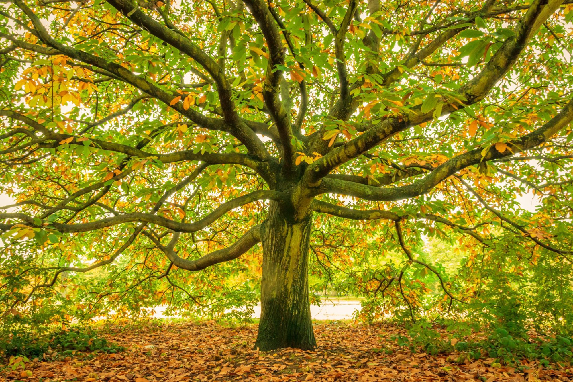 urban trees