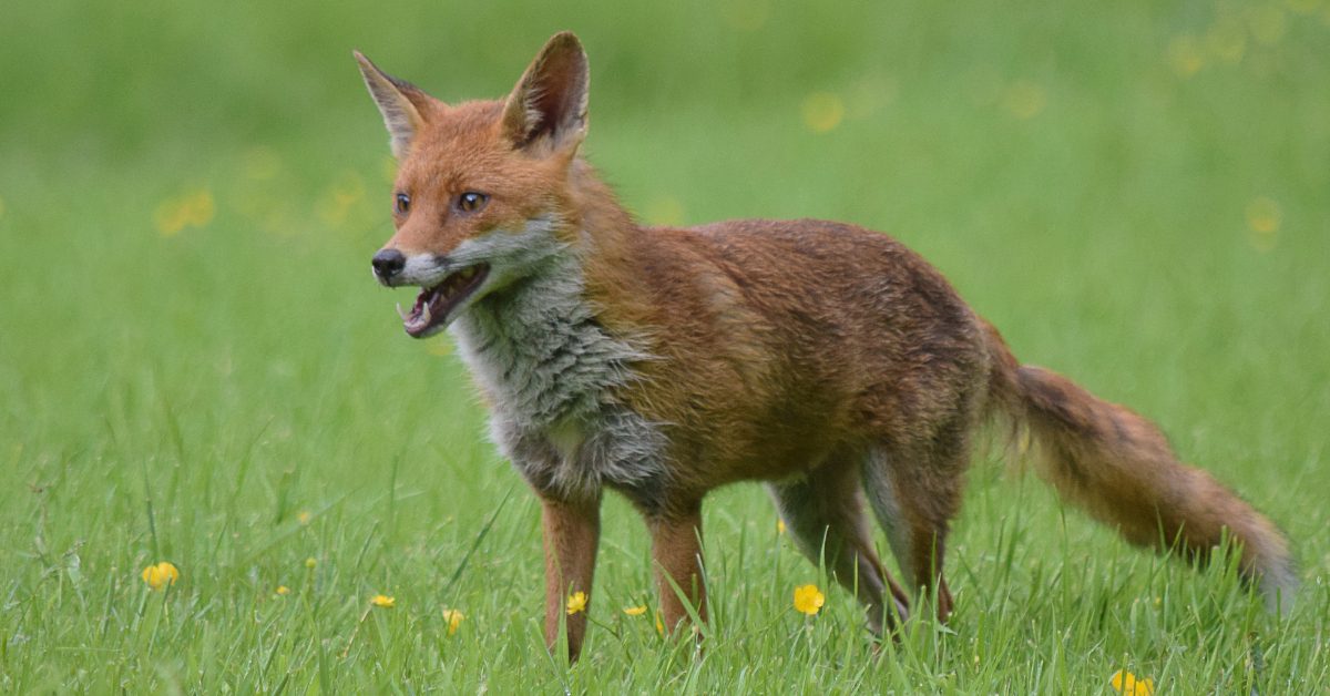 In a critical moment for animal welfare, Chamber UK interviewed Chris Luffingham, the acting Chief Executive of the League Against Cruel Sports, to discuss the ongoing battle against illegal fox hunting in the UK.