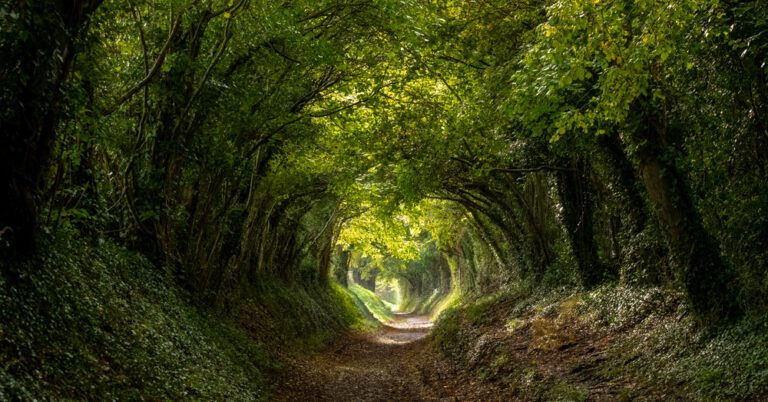 The planning bill could impact Britain's nature